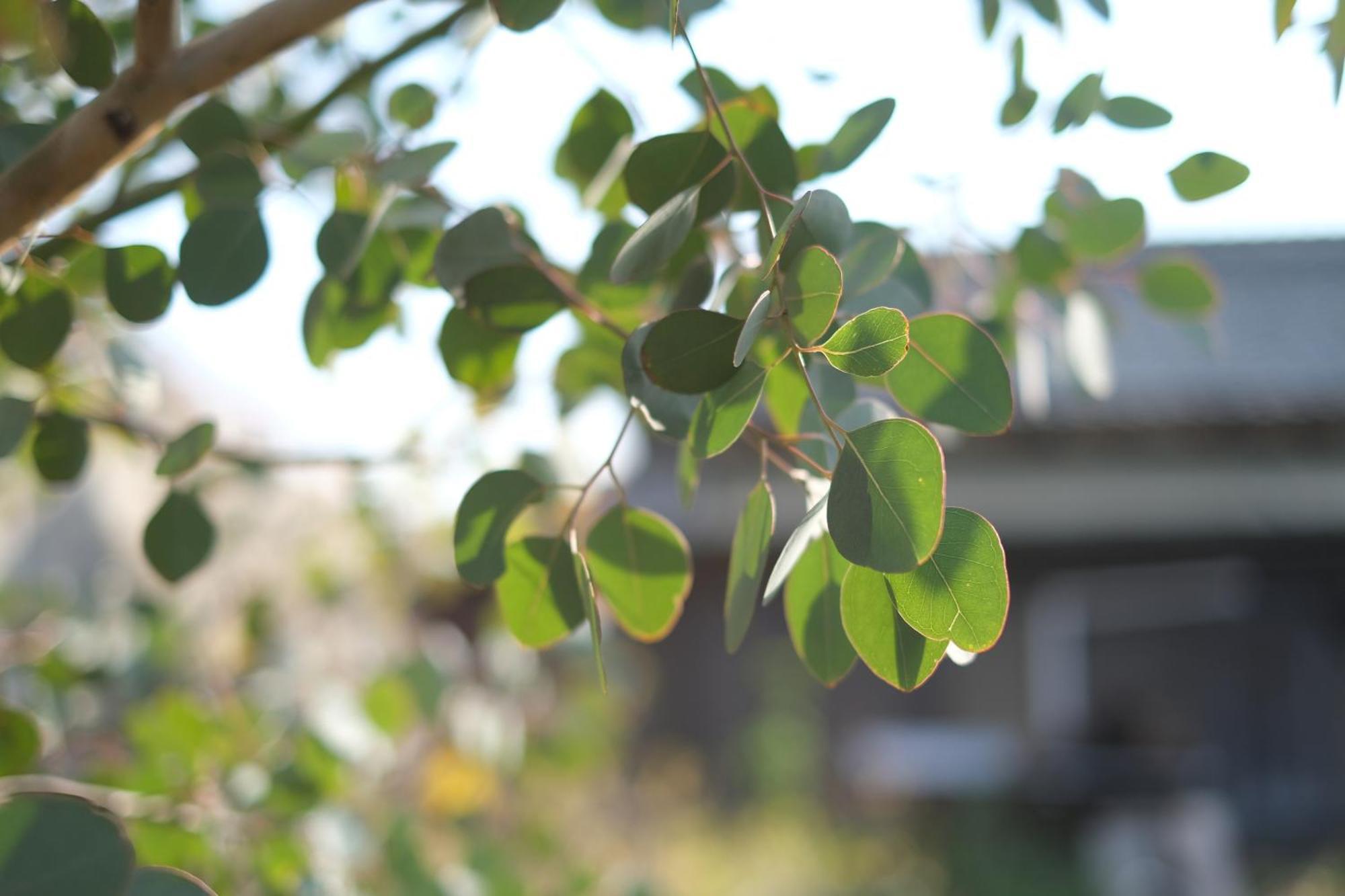 Lemon Tree Hotel Megijima Dış mekan fotoğraf